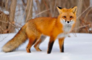 Red-Fox-In-Snow